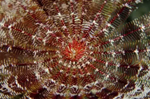 Crinoid: 80193432 Crinoid - feeding with extended feeding