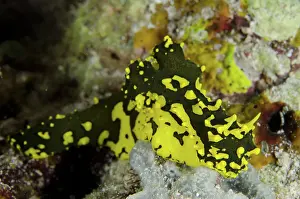 Fiabacet: 80193433 Minor Notodoris Nudibranch Night dive