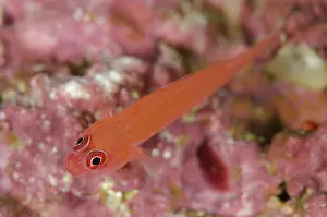 Wayil: 80193434 Ringeye Dwarfgoby - on coral Neptune's