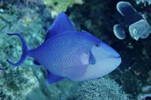 Niger: 80193435 Redtooth Triggerfish Barracuda Rock dive
