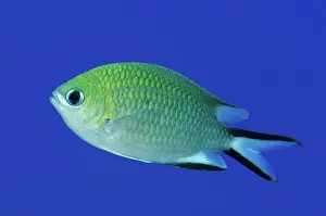 Chromis: 80193436 Philippines Chromis Barracuda Rock dive