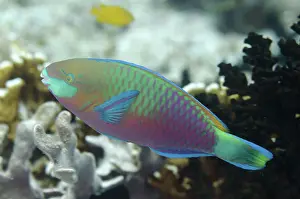 Fiabacet: 80193437 Bleeker's Parrotfish Barracuda Rock dive