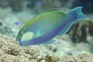 Fiabacet: 80193438 Bleeker's Parrotfish Barracuda Rock dive