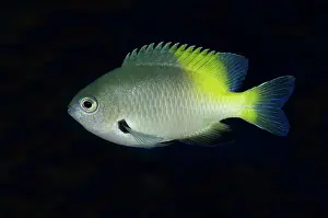 Damsel: 80193439 Goldback Damsel Wedding Cake dive site