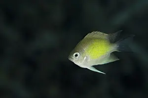 Chromis: 80193440 Ternate Chromis Wedding Cake dive site