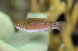 Punctatus: 80193441 Dotted Fairy-Wrasse - female Anti-chovie