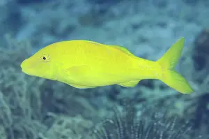 Anti: 80193442 Goldsaddle Goatfish Anti-chovie Sea Mount