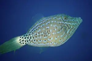 Filefish: 80193443 Scrawled Filefish Breakfast dive site Farondii