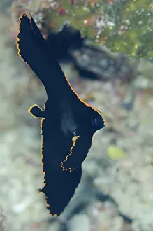 Spadefish: 80193444 Pinnate Spadefish - juvenile Breakfast