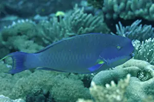 Chlorurus: 80193445 Steephead Parrotfish Breakfast dive site