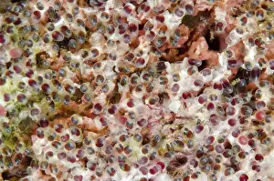 Farondi: 80193446 Anemonefish eggs - on rocks Breakfast dive