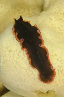 Flatworm: 80193447 Polyclad Flatworm Raining Anchovies dive
