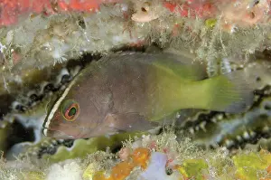 Cephalopholis: 80193448 Chocolate Grouper - juvenile Raining Anchovies