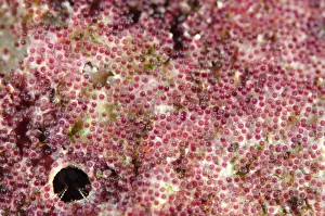 Kings: 80193449 Anemonefish eggs - on rock Keruo Channel