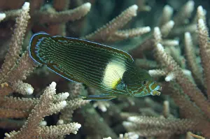 Patch: 80193451 Tubelip Wrasse Melissa's Garden dive site