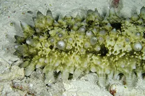 Papillae: 80193452 Dragonfish Sea Cucumber - light-sensitive