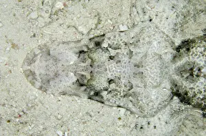 Kings: 80193453 Crocodile Flathead - from above on sand