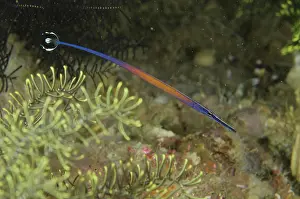 Pipefish: 80193454 Janss Pipefish Channel Island dive site