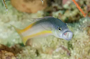 Arrow: 80193455 Ammer's Dottyback - endemic to Raja Ampat