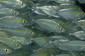 Cendana: 80193456 Yellowstripe Scad - school Cendana Jetty