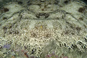 Appendage: 80193457 Tasselled Wobbegong Shark Cendana Jetty