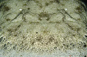 Appendage: 80193458 Tasselled Wobbegong Shark Cendana Jetty