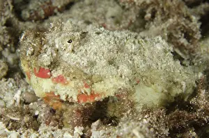 Dump: 80193459 Stonefish - juvenile Night dive, Cendana