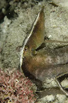Dump: 80193460 Algae Octopus Night dive, Cendana Fuel