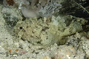 Dump: 80193461 Banded Toadfish Night dive, Cendana Fuel
