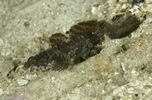 Dump: 80193462 Hasselt's Goby Night dive, Cendana Fuel