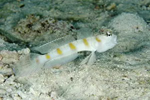 Giving: 80193463 Arcfin Shrimpgoby - giving warning yawn