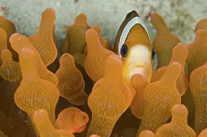 Clark: 80193464 Clark's Anemonefish - in Bubble Tip Anemone