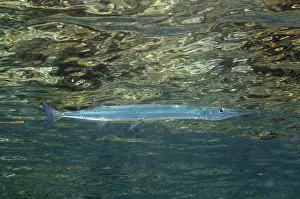 Kings: 80193465 Reef Needlefish - near surface - Mangrove