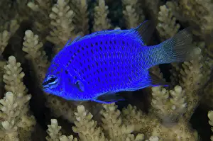 Kings: 80193466 Springer's Damselfish - Mangrove Ridge