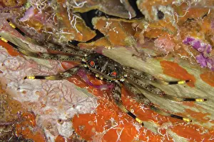 Arborek: 80193467 Flat Rock Crab - Night dive, Arborek Jetty