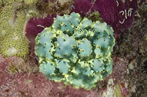 Arborek: 80193468 Tunicates - Night dive, Arborek Jetty dive