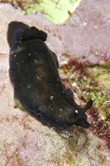 Arborek: 80193469 Black Dendrodoris Nudibranch - Night dive