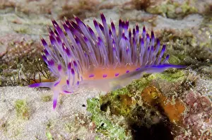 Arborek: 80193470 Red-lined Flabellina Nudibranch - Night