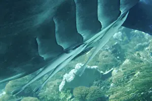 Arborek: 80193471 Reef Manta Ray - with Slender Suckerfish