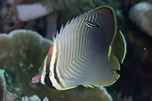 Arborek: 80193472 Eastern Triangular Butterflyfish - being