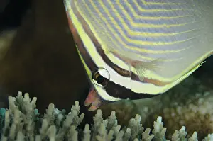 Arborek: 80193473 Eastern Triangular Butterflyfish - being
