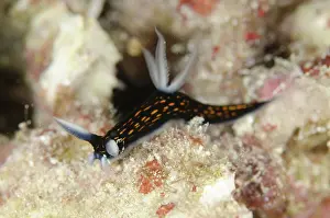 Arborek: 80193474 Slender Roboastra Nudibranch - Arborek