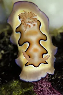 Chromodoris: 80193475 Co's Chromodoris Nudibranch - Mansuar Point