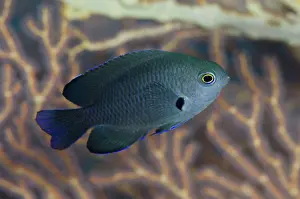 Damsel: 80193476 Charcoal Damselfish - sub-adult next to