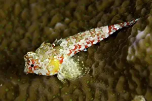 Kings: 80193477 Moyer's Dragonet Mansuar Point East dive