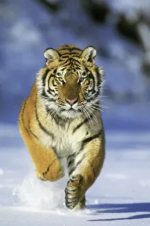 Power: 80193771 Siberian / Amur Tiger - running in winter