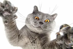 Worms: 80193779 await Cat, Chartreux, seen from below Imagebroker