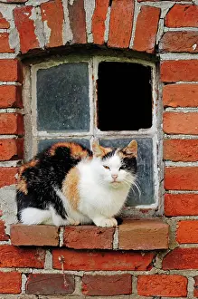 Clay: 80193795 await Three-coloured Domestic Cat (Felis