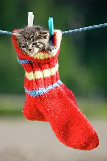 Hanging: 80193985 await Grey tabby kitten hanging in a woollen