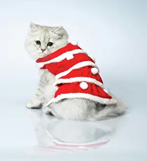 Clothes: 80194192 await Dressed cat Imagebroker All images